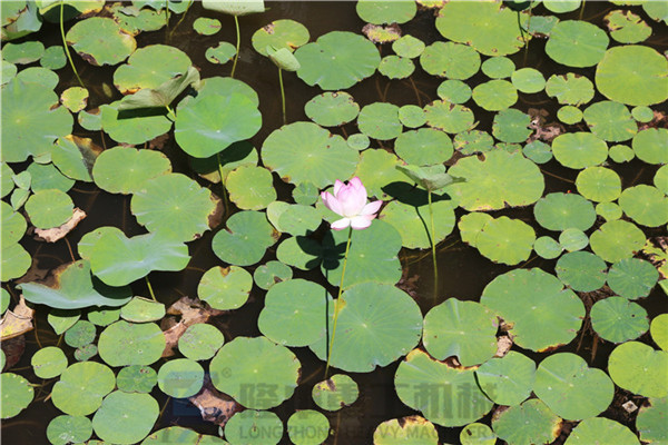 “荷風送香氣，竹露滴清響”洛陽隆中重工2019年度員工旅游活動--登封大熊山仙人谷一日游